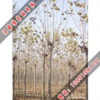 法桐熱賣_供應法桐_法桐價格走勢