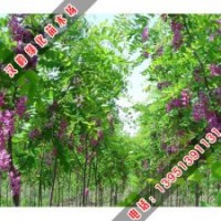 漢韻香花槐高成活率放心購買