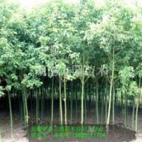 安徽香樟樹，香樟批發(fā)，香樟小苗，香樟價(jià)格