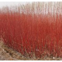 大量供應(yīng)紅瑞木,八仙花,天目瓊花