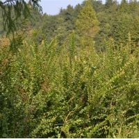 基地直銷(xiāo)紫薇.欒樹(shù).苦楝.碧桃.紫葉桃.櫻花.垂柳.