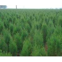 供應(yīng)側(cè)柏苗山西側(cè)柏苗基地特價(jià)側(cè)柏苗處理