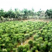 1.5米黑松，1.2米黑松，黑松多少錢一棵？