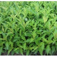 紅王子錦帶多季玫瑰金葉水蠟紫葉小檗東北連翹木繡球沙地柏等