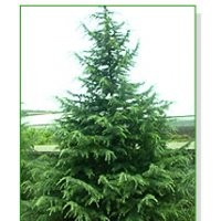 誠交天下朋友-南京泉江苗圃場常年低價銷售雪松