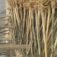 要想致富種樹(shù)就種國(guó)槐樹(shù)