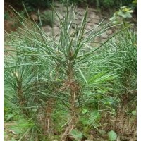 西安優(yōu)質(zhì)白皮松小苗供應(yīng)