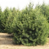 西安優(yōu)質(zhì)白皮松哪家好