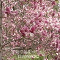 供應(yīng)200萬(wàn)株優(yōu)質(zhì)小苗月季，國(guó)槐、欒樹(shù)、合歡、青桐、白臘、大葉