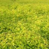 東北連翹 金葉水蠟 紫葉水蠟 沙地柏 多季玫瑰