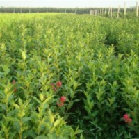 專售紅王子錦帶100萬.扶芳藤.衛(wèi)矛100萬