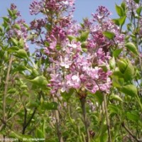 鄢陵農(nóng)戶大量出售丁香