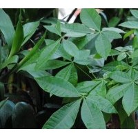 發(fā)財樹 發(fā)財樹,欖仁 ,藍(lán)花楹