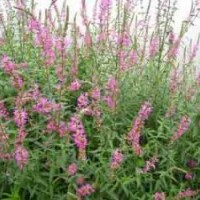 供應(yīng)頂級千屈菜、黃刺玫 太平花