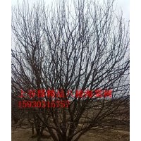 八棱海棠樹之鄉(xiāng) 精品八棱海棠樹