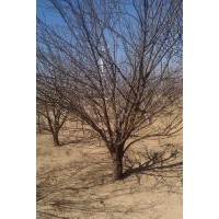 出售八棱海棠樹直徑從1-20公分均有,樹型優(yōu)美。