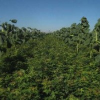 供應(yīng)五角楓苗