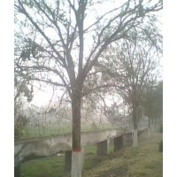 山東苗木中心供應(yīng)老式法桐及新品種速生法桐、國(guó)槐