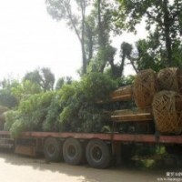 10公分國槐價格12公分國槐價格14公分國槐價格