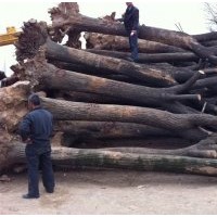 國槐 30cm國槐 40cm國槐 50cm國槐 1m國槐 大規(guī)格國槐