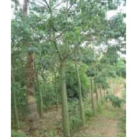 福建美人樹(shù) 美麗異木棉供應(yīng)