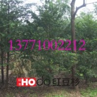 紅豆杉苗木價(jià)格