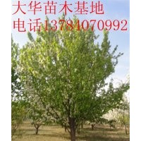 出售大規(guī)格海棠樹