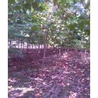 常年供應(yīng)各種各樣大小規(guī)格喬木花灌木國(guó)槐,柳樹,火炬