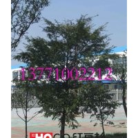 綠化苗木紅豆杉批發(fā) 四季常綠 珍稀植物