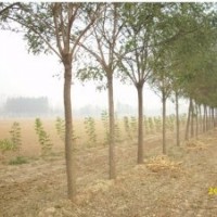 15公分國(guó)槐價(jià)格