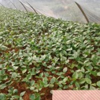 提供最新的白玉蘭價(jià)格，白玉蘭種子，木筆種子