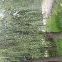 供應(yīng)30公分柳樹