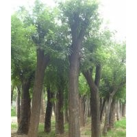 供應(yīng)大規(guī)格國槐