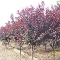 紅寶石海棠一級(jí)苗，亞當(dāng)海棠苗