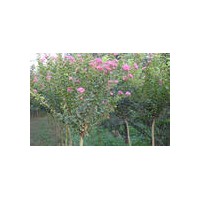 出售紅葉石楠，塔柏，龍柏，紫薇，紅葉李