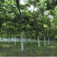 買合歡到哪里去，常青苗木基地