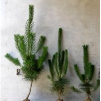 80公分左右的大袋黑松苗，80公分黑松價格