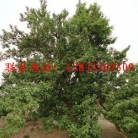 八棱海棠樹(shù)