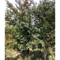 紅豆杉苗木地莖價(jià)格