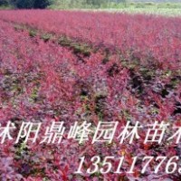 供應(yīng):紅葉小檗,金葉女貞,蜀檜,龍柏,西湖海棠,櫻花