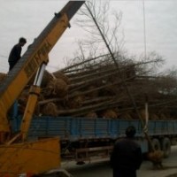 水杉價(jià)格，江蘇水杉價(jià)格，水杉價(jià)格