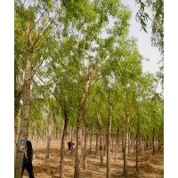 國槐.白臘.合歡.垂柳常年供應