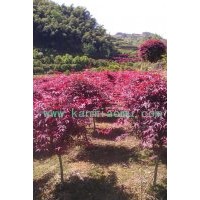 供應(yīng)5-13公分紅楓苗木