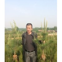 大量側(cè)柏高度10cm—30cm裸根苗