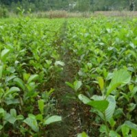 供應湖北利川造林用水青岡（榿木）