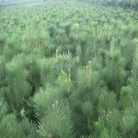 供應(yīng)山東油松苗木 油松小苗 20-40公分