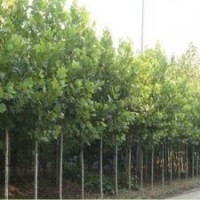 大量出售速生國(guó)槐速生苗木綠化苗木