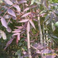 山東東紅歐洲白蠟?zāi)睦镉猩綎|東紅歐洲白蠟廠家