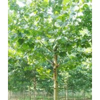 4-5公分國槐一念頭10000棵  各種規(guī)格柳樹  各種規(guī)格構(gòu)樹