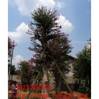 紫薇苗圃所培育的湖南嫁接紫薇苗木易移植,成活率高